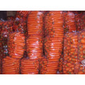 Cenouras chinesas frescas Whoser / distribuidor